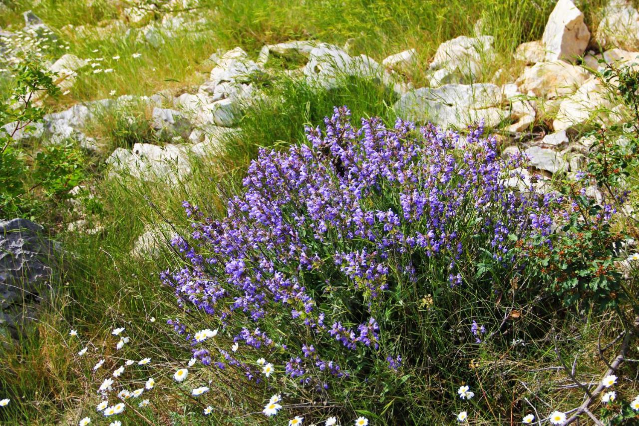 Villa Zlatno Sunce In The Hills Near Trogir Vrsine Exteriör bild