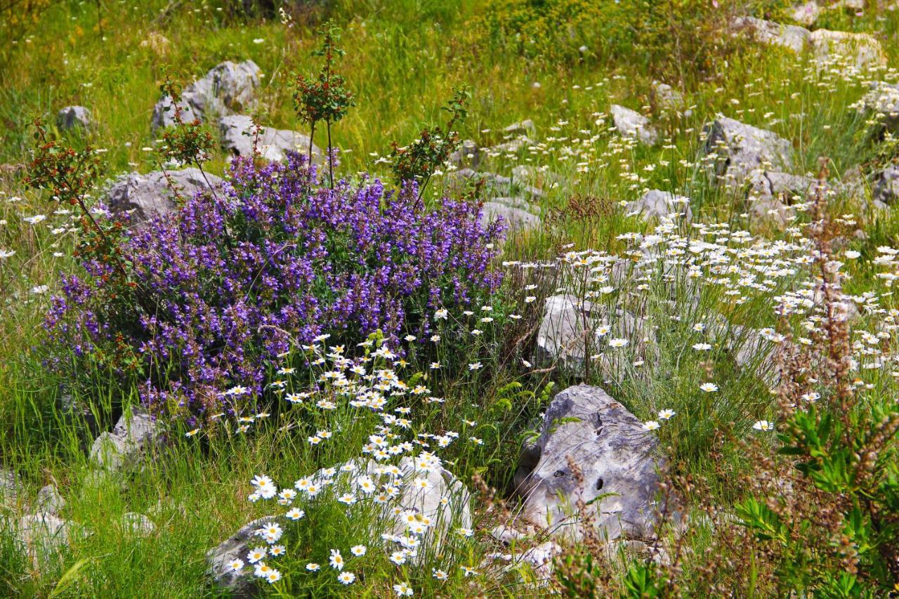 Villa Zlatno Sunce In The Hills Near Trogir Vrsine Exteriör bild